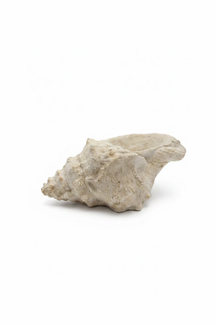 RowHouse | Conch Shell