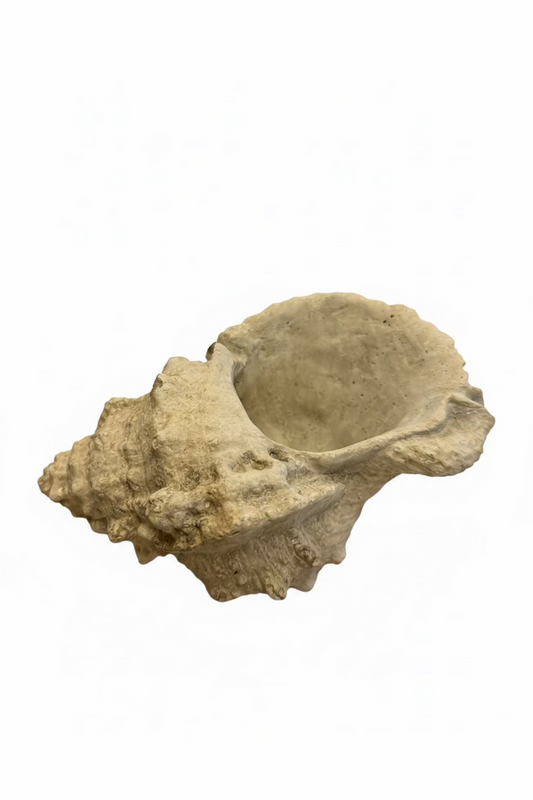 RowHouse | Conch Shell