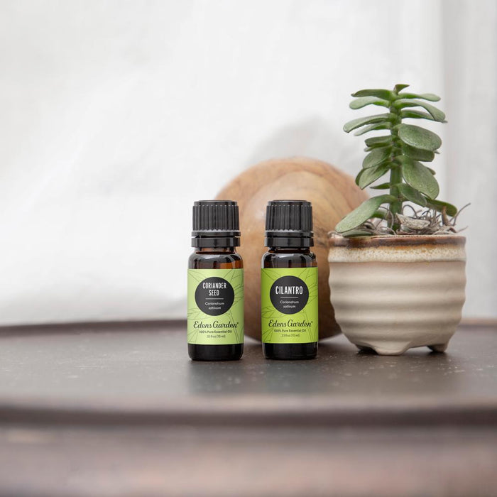 Cilantro Essential Oil
