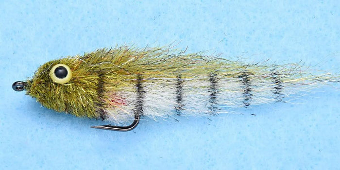 Enrico Puglisi Little Minnow Shaded (3-Pack)
