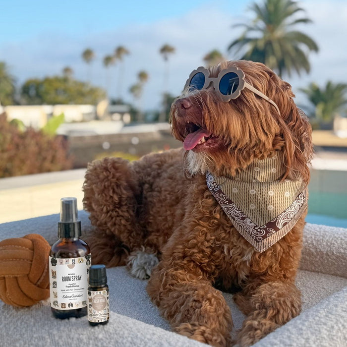 Dog beside Good Pet Fresh Home products near a pool.