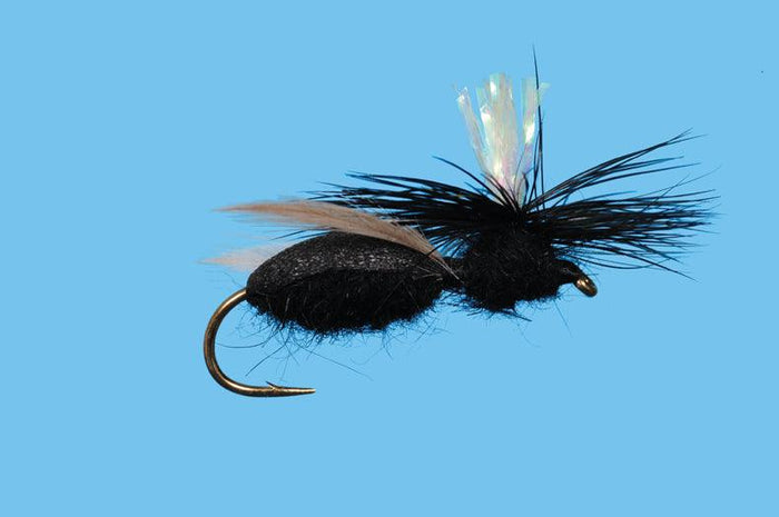 Solitude Ant - Carpenter (T012) 6-Pack