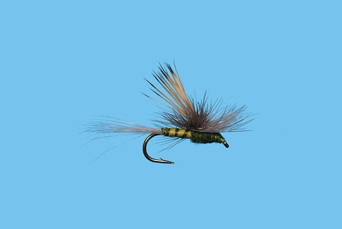 Solitude Tiltwing - BWO (D387ol) 6-Pack